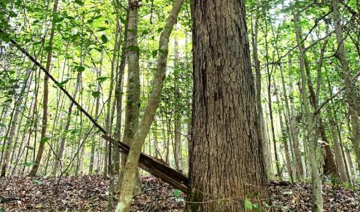 Photo #20 of Off Newville Road, Waverly, VA 150.0 acres