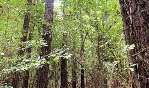 Photo #21 of Off Newville Road, Waverly, VA 150.0 acres