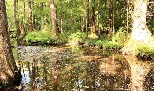 Photo #23 of Off Newville Road, Waverly, VA 150.0 acres