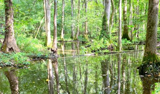 Photo #24 of Off Newville Road, Waverly, VA 150.0 acres
