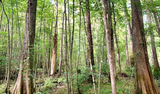 Photo #25 of Off Newville Road, Waverly, VA 150.0 acres