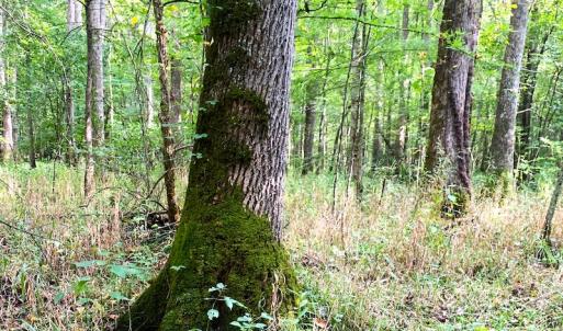 Photo #26 of Off Newville Road, Waverly, VA 150.0 acres