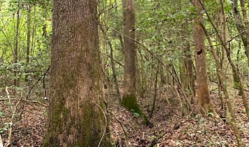 Photo #27 of Off Newville Road, Waverly, VA 150.0 acres