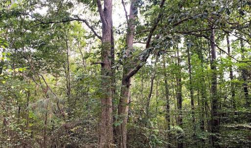 Photo #28 of Off Newville Road, Waverly, VA 150.0 acres