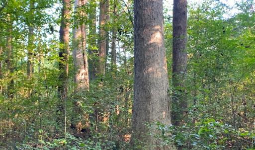 Photo #2 of Off Newville Road, Waverly, VA 150.0 acres