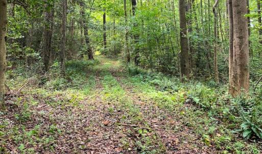 Photo #3 of Off Newville Road, Waverly, VA 150.0 acres