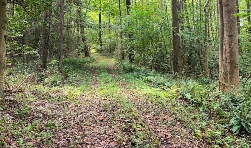 Photo #3 of SOLD property in Off Newville Road, Waverly, VA 150.0 acres