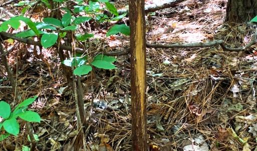 Photo #5 of Off Newville Road, Waverly, VA 150.0 acres