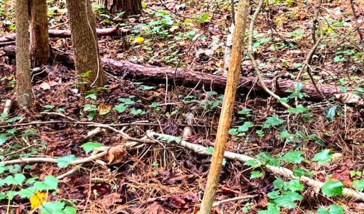 Photo #8 of Off Newville Road, Waverly, VA 150.0 acres