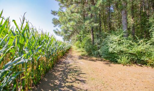 Photo #22 of SOLD property in Off Strickland Road , Walstonburg, NC 5.9 acres