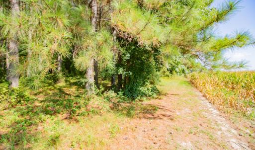 Photo #28 of SOLD property in Off Strickland Road , Walstonburg, NC 5.9 acres