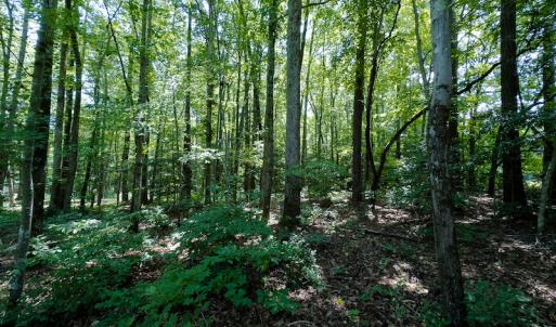Photo #5 of SOLD property in Off Indian Drive, Norlina, NC 3.1 acres
