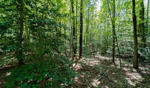 Photo #20 of SOLD property in Off Indian Drive, Norlina, NC 3.1 acres