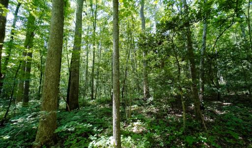 Photo #22 of SOLD property in Off Indian Drive, Norlina, NC 3.1 acres