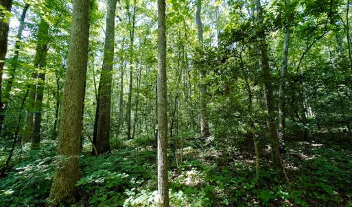 Photo #22 of Off Indian Drive, Norlina, NC 3.1 acres