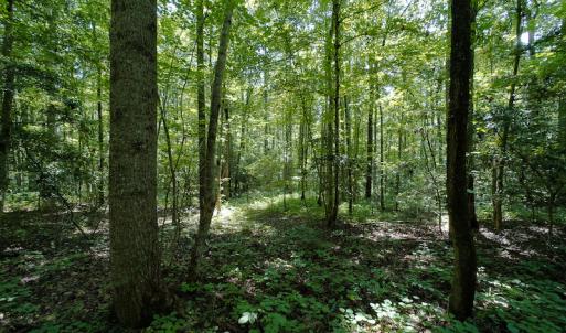 Photo #26 of SOLD property in Off Indian Drive, Norlina, NC 3.1 acres