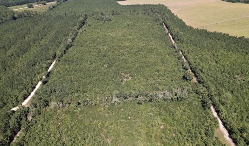 Photo #10 of SOLD property in Off Maxwell Road ,  Stedman, NC 60.0 acres