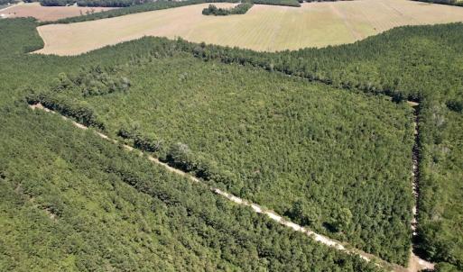 Photo #12 of SOLD property in Off Maxwell Road ,  Stedman, NC 60.0 acres
