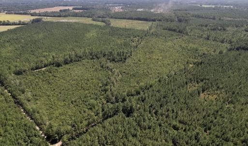 Photo #13 of SOLD property in Off Maxwell Road ,  Stedman, NC 60.0 acres