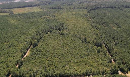 Photo #14 of SOLD property in Off Maxwell Road ,  Stedman, NC 60.0 acres