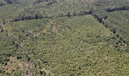 Photo #19 of SOLD property in Off Maxwell Road ,  Stedman, NC 60.0 acres