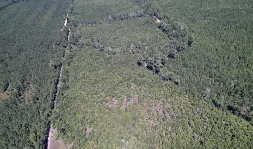 Photo #20 of SOLD property in Off Maxwell Road ,  Stedman, NC 60.0 acres