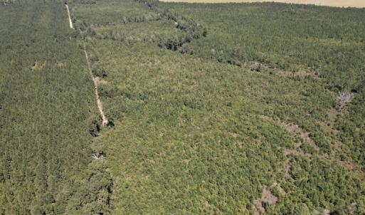 Photo #22 of SOLD property in Off Maxwell Road ,  Stedman, NC 60.0 acres