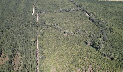 Photo #25 of SOLD property in Off Maxwell Road ,  Stedman, NC 60.0 acres