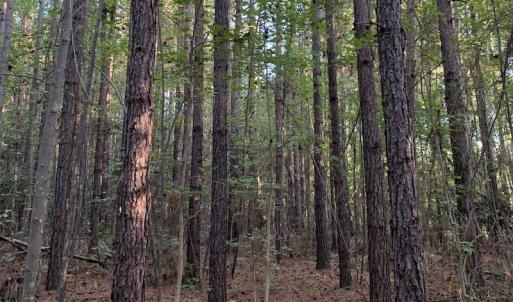 Photo #2 of Off Baxter Road, Disputanta, VA 25.0 acres