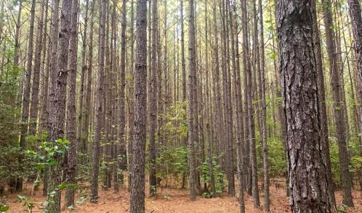 Photo #3 of Off Baxter Road, Disputanta, VA 25.0 acres