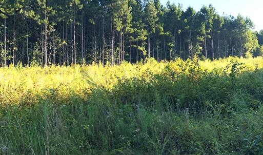 Photo #5 of Off Baxter Road, Disputanta, VA 25.0 acres