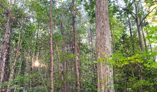 Photo #6 of Off Baxter Road, Disputanta, VA 25.0 acres