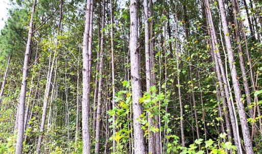 Photo #8 of Off Baxter Road, Disputanta, VA 25.0 acres