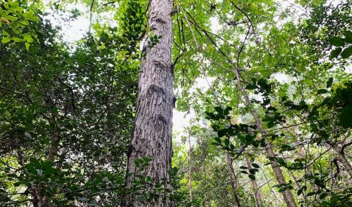 Photo #10 of Off Baxter Road, Disputanta, VA 25.0 acres