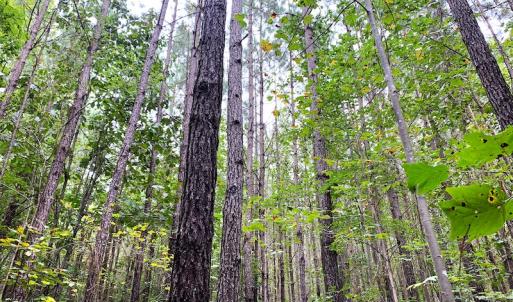 Photo #11 of Off Baxter Road, Disputanta, VA 25.0 acres