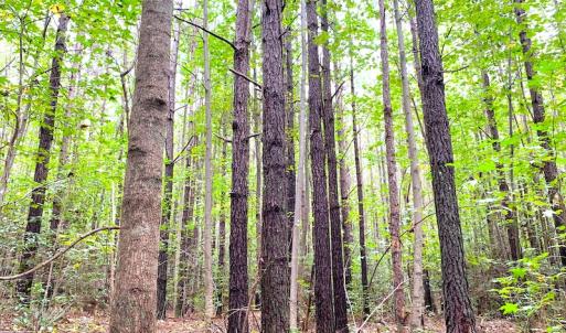 Photo #12 of Off Baxter Road, Disputanta, VA 25.0 acres