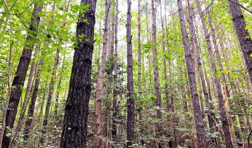 Photo #13 of Off Baxter Road, Disputanta, VA 25.0 acres
