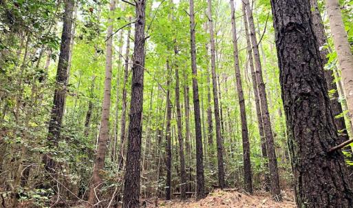 Photo #14 of Off Baxter Road, Disputanta, VA 25.0 acres