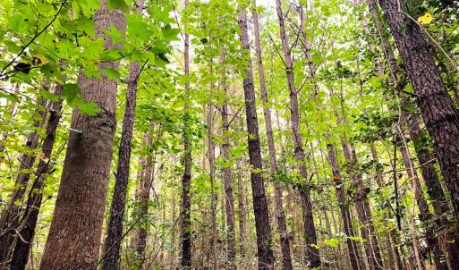 Photo #15 of Off Baxter Road, Disputanta, VA 25.0 acres