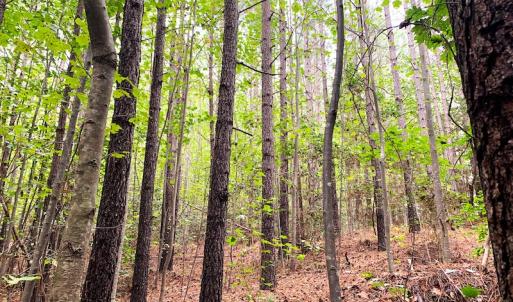Photo #16 of Off Baxter Road, Disputanta, VA 25.0 acres