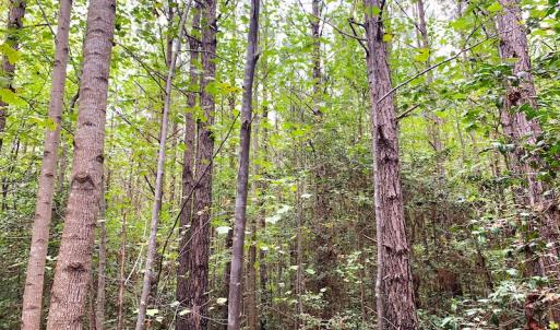 Photo #17 of Off Baxter Road, Disputanta, VA 25.0 acres