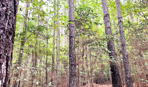 Photo #18 of Off Baxter Road, Disputanta, VA 25.0 acres