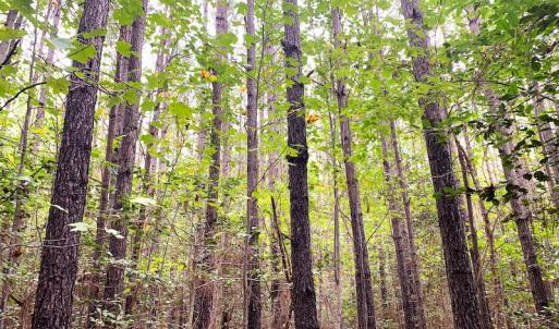 Photo #19 of Off Baxter Road, Disputanta, VA 25.0 acres