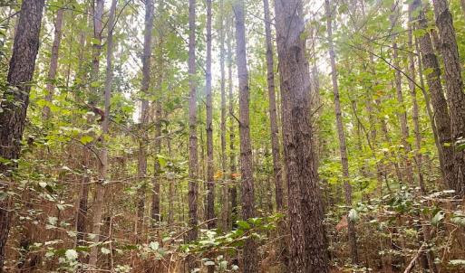 Photo #20 of Off Baxter Road, Disputanta, VA 25.0 acres