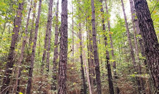 Photo #21 of Off Baxter Road, Disputanta, VA 25.0 acres