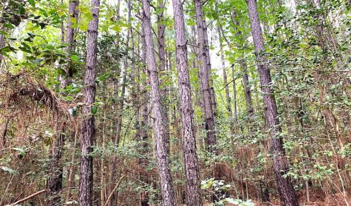 Photo #22 of Off Baxter Road, Disputanta, VA 25.0 acres