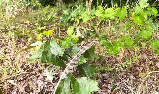 Photo #26 of Off Baxter Road, Disputanta, VA 25.0 acres