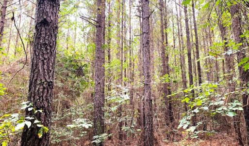 Photo #27 of Off Baxter Road, Disputanta, VA 25.0 acres