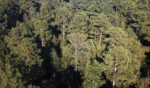 Photo #32 of Off Newville Road, Waverly, VA 150.0 acres