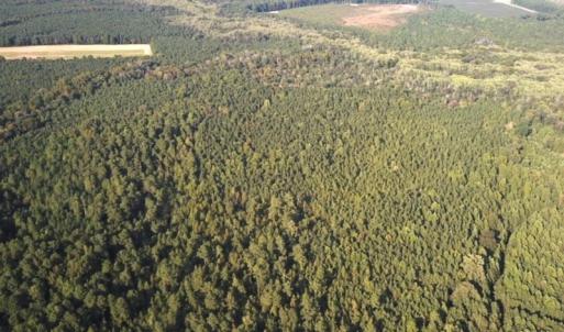 Photo #33 of SOLD property in Off Newville Road, Waverly, VA 150.0 acres